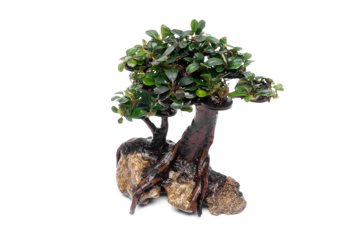 Bucephalandra Bonsai Tree - Live Aquatic Plant for Aquascaping | Perfect for Fish Tanks, Aquariums & Terrariums | Low Maintenance Freshwater Plant Decor