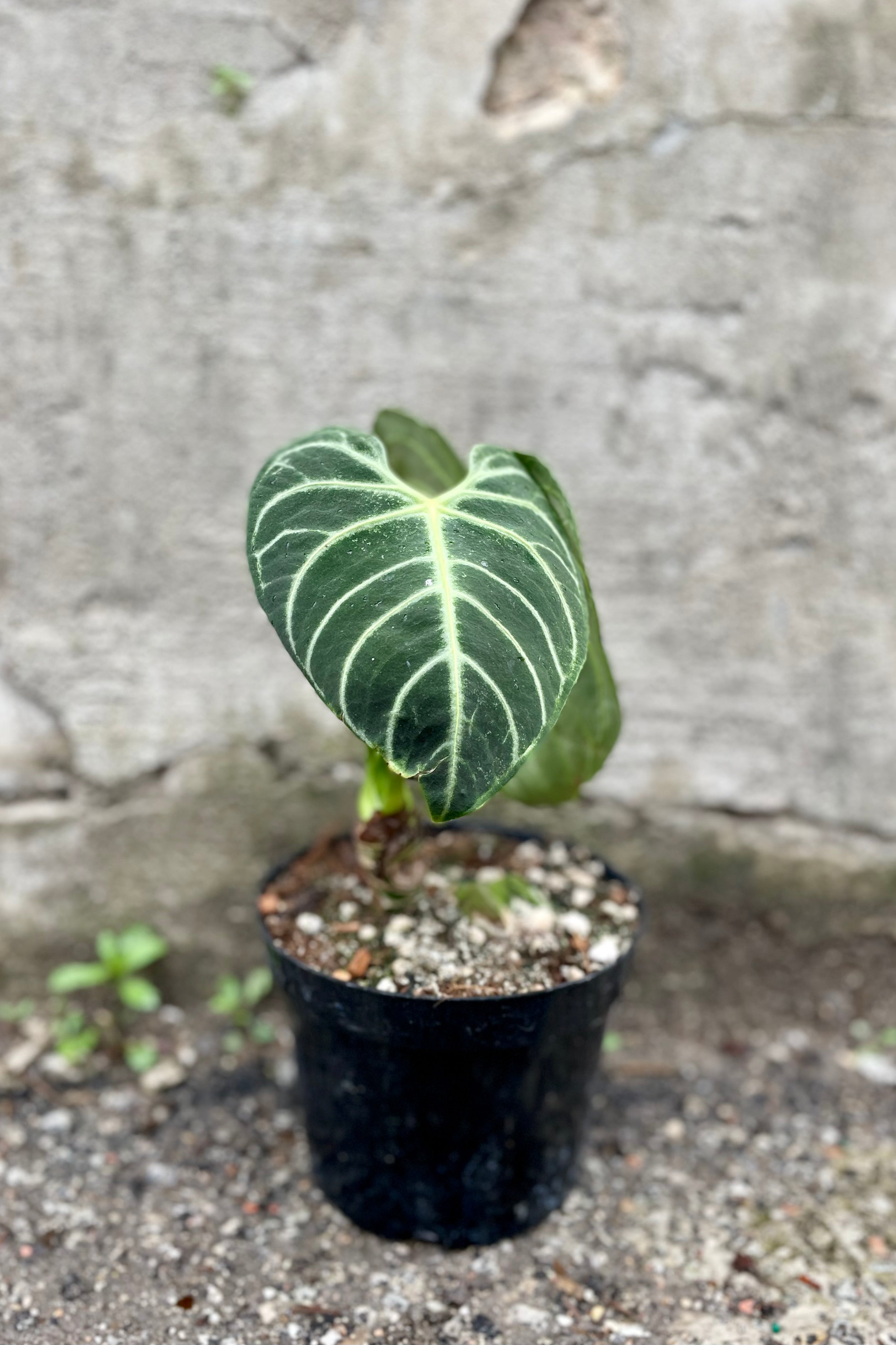 Anthurium Regale 6