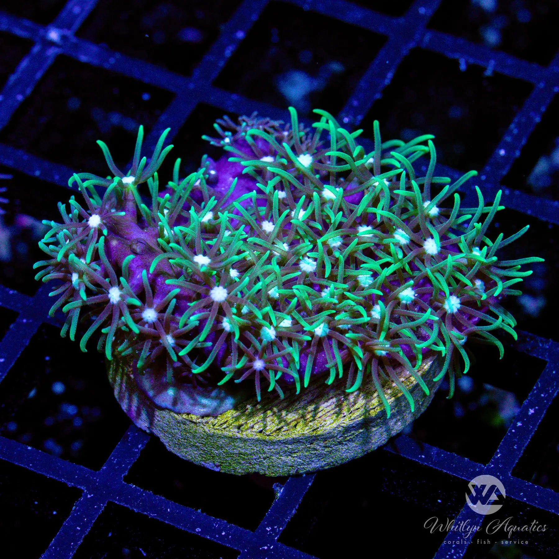 Metallic Green Star Polyps Coral - Vibrant Saltwater Aquarium Coral for Reef Tanks | Perfect for Beginners & Nano Tanks