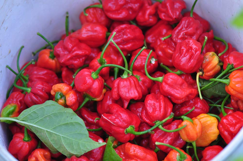 Premium Caribbean Red Habanero Hot Pepper Seeds - 25 Heirloom Non-GMO Seeds (Capsicum chinense) by Isla's Garden - Perfect for Spicy Cooking, Home Gardening & DIY Hot Sauce Making