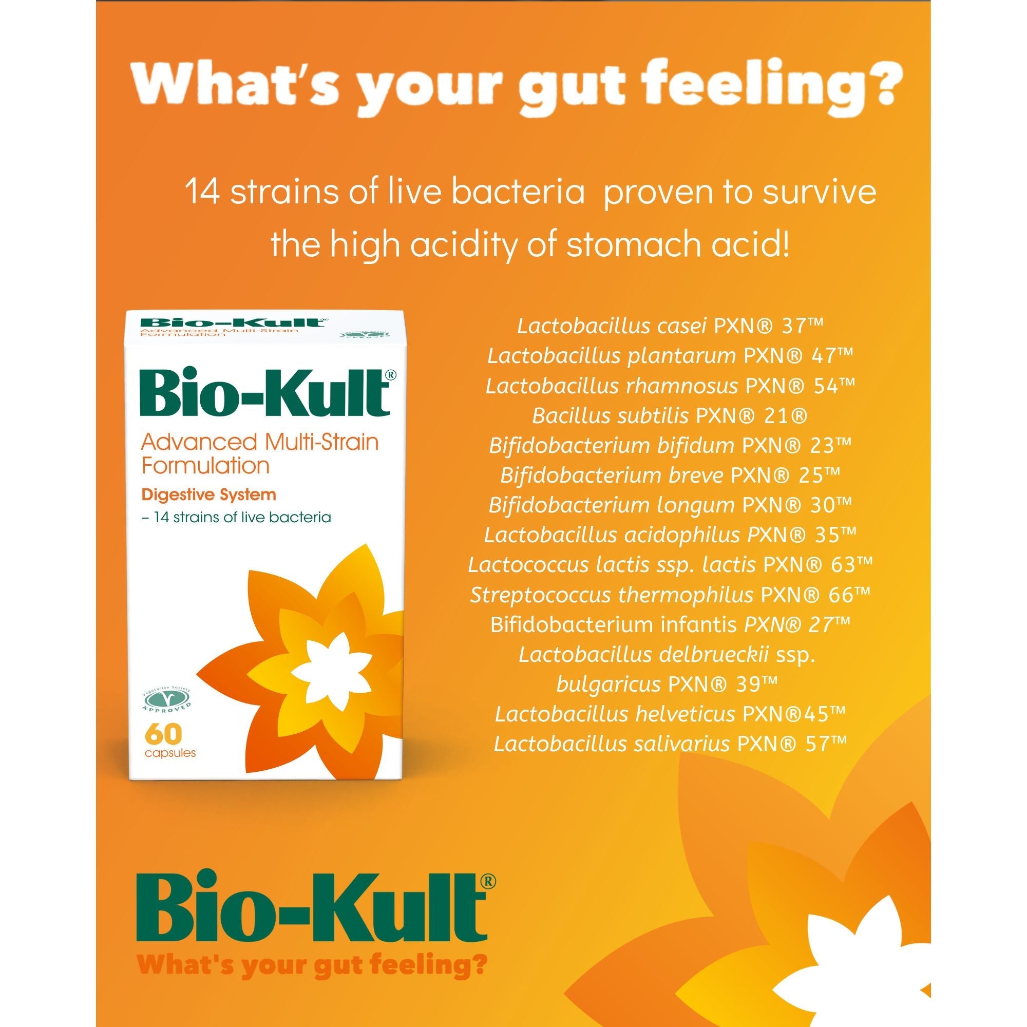 Bio Kult Advanced Multi Strain Probiotic 120 Capsules - Supports Digestive & Immune Health - Daily Gut & Immune Support Supplement for Adults