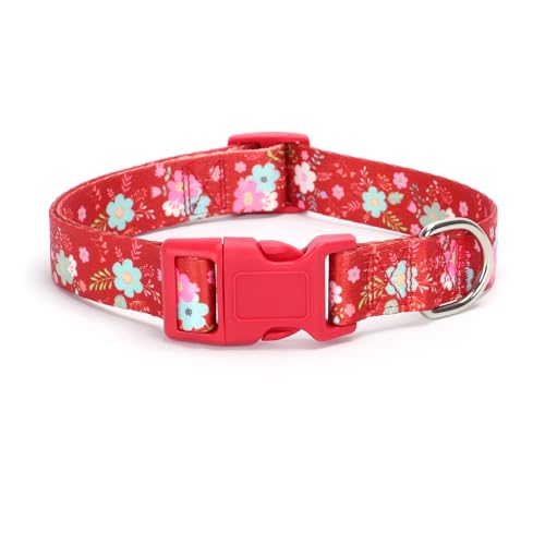 26.Red Daisy