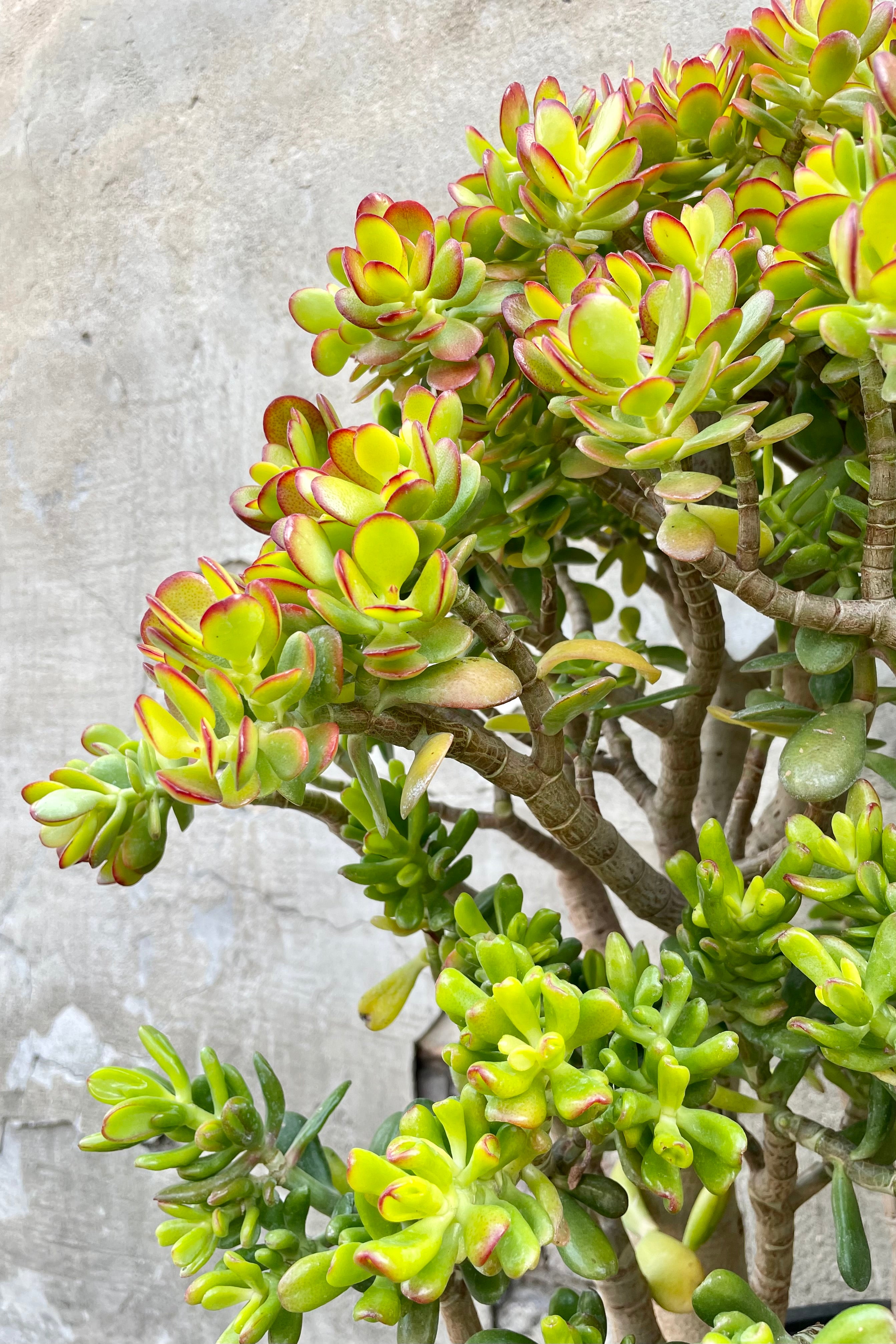Crassula ovata 'Crosby' Jade Plant - 7 Gallon Large Succulent for Home, Office & Garden Decor | Perfect for Indoor Plants, Feng Shui & Gift Giving