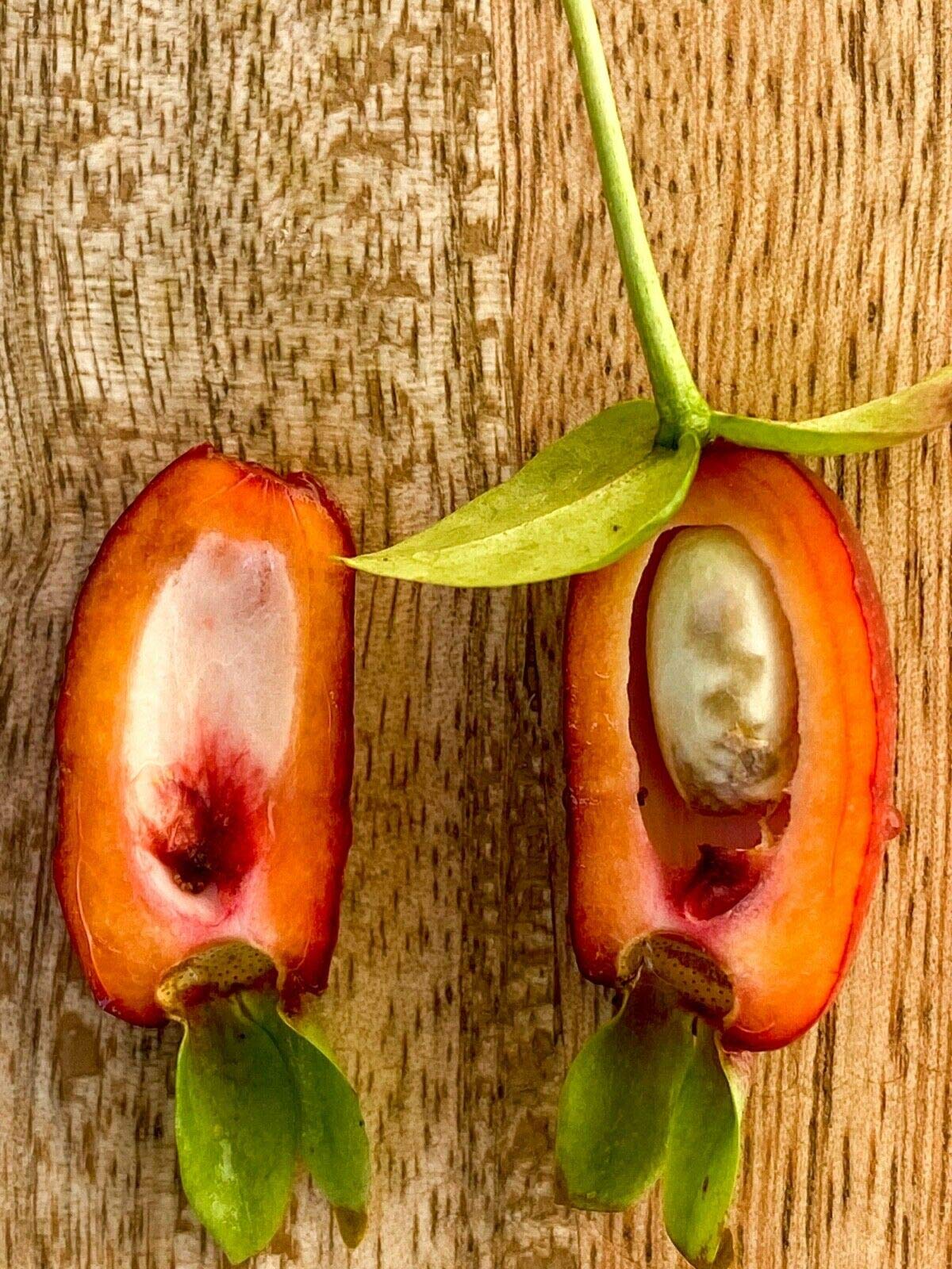 Rare Savanna Cherry Eugenia Calycina Tropical Tree - Dark Red Fruit Plant for Home Garden & Landscaping | Perfect for Patio, Backyard, and Indoor Decor