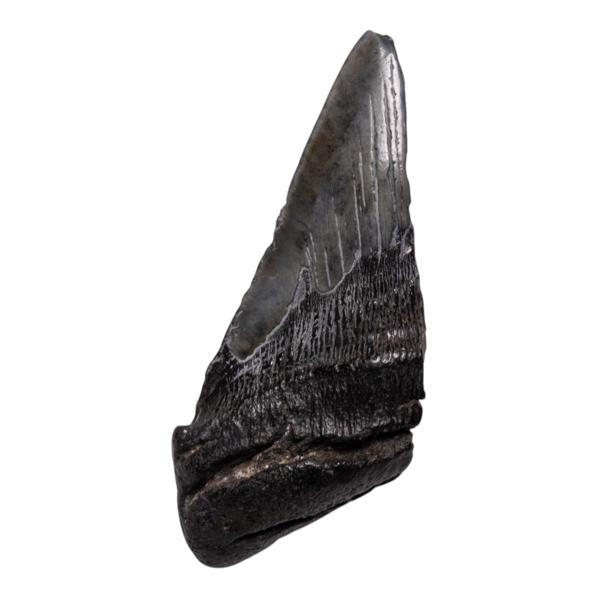 Authentic Megalodon Shark Tooth Fossil - Half Size - Perfect for Collectors, Jewelry Making & Home Decor