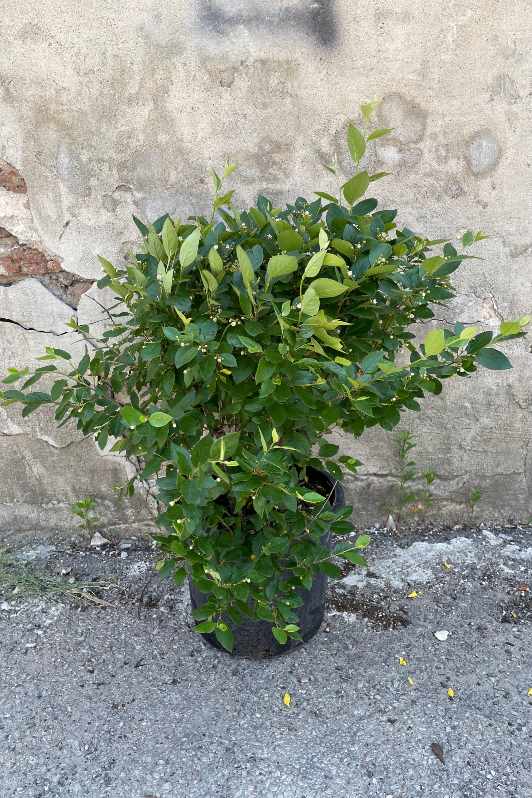 Premium Cotoneaster Hedge Plants #5 - Fast-Growing Evergreen Shrubs for Landscaping, Privacy Screens & Garden Borders