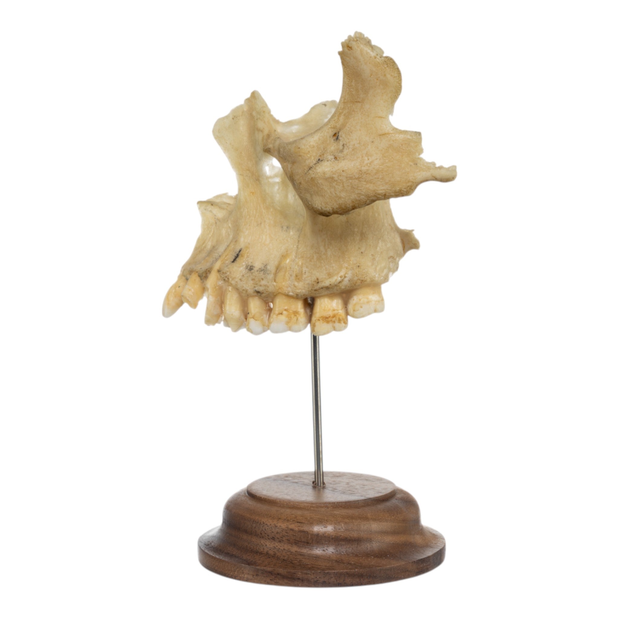Real Human Maxillary Bone on Stand - Anatomical Model for Medical Education, Dental Study & Science Classroom Display