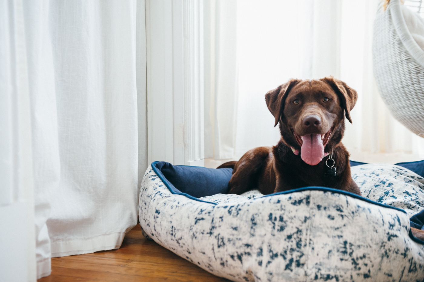 Premium Orthopedic Dog Bed - Celestial Midnight Blue Memory Foam Pet Bed for Large & Small Dogs - Perfect for Living Room, Bedroom & Kennel Use