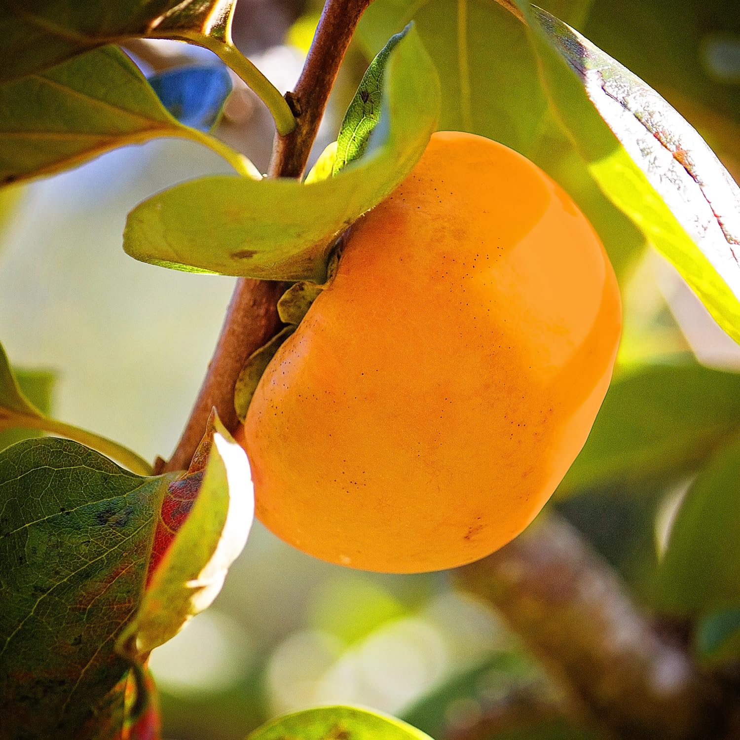 Fuyugaki Persimmon Tree - 5 Gallon Container | Non-GMO, Sweet & Juicy Fruit | Perfect for Home Gardens, Landscaping & Fresh Eating | Cannot Ship to CA, AZ, AK, HI