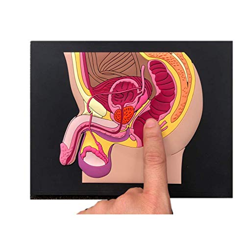 Blue Tree Publishing Male Reproductive System Anatomy Charts - Desk Flip Chart & Model for Medical Students, Doctors & Educators - Perfect for Classrooms, Clinics & Study Sessions