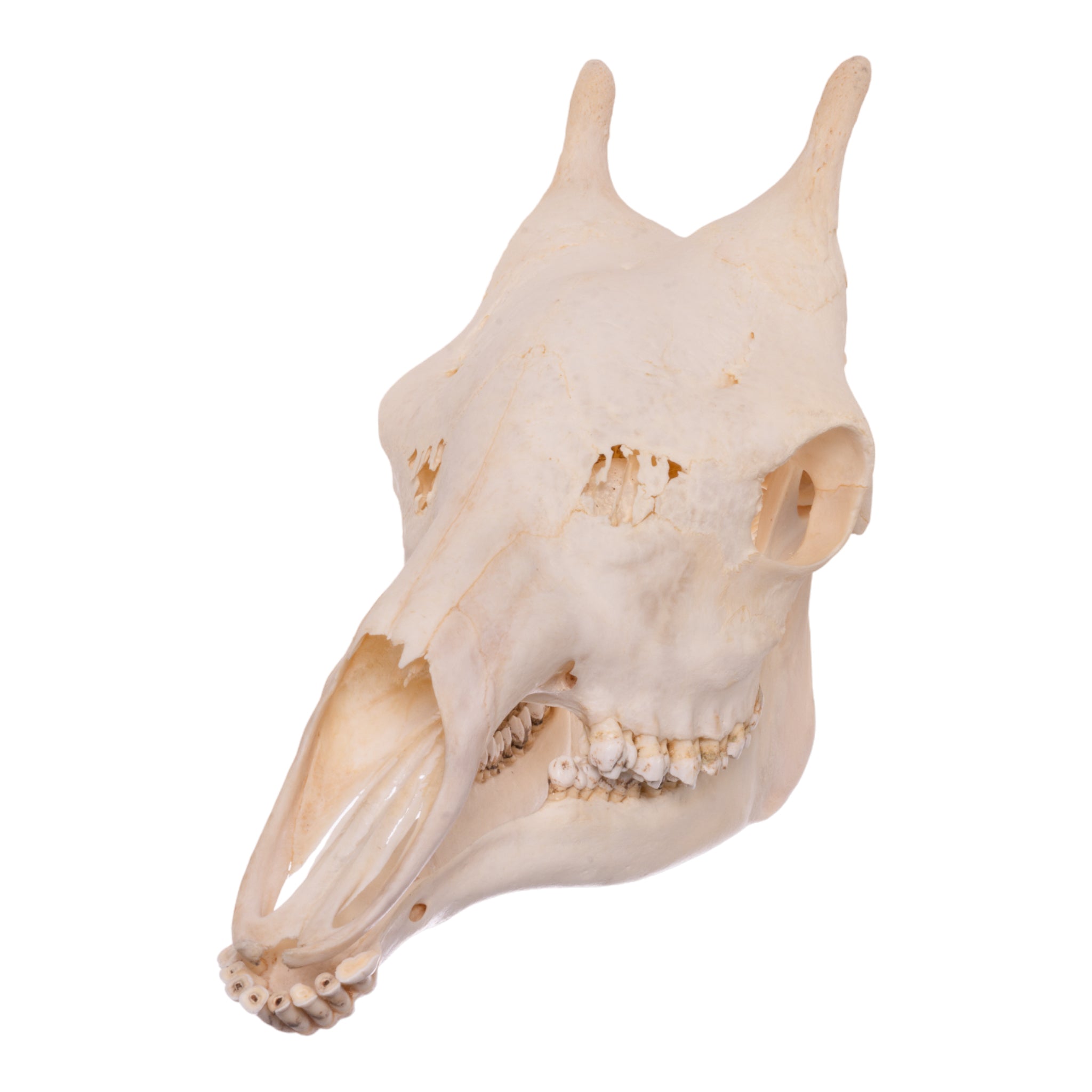 Authentic Southern Giraffe Skull - Rare Taxidermy Specimen for Home Decor, Educational Display & Unique Gift for Wildlife Enthusiasts