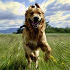 Golden Retriever