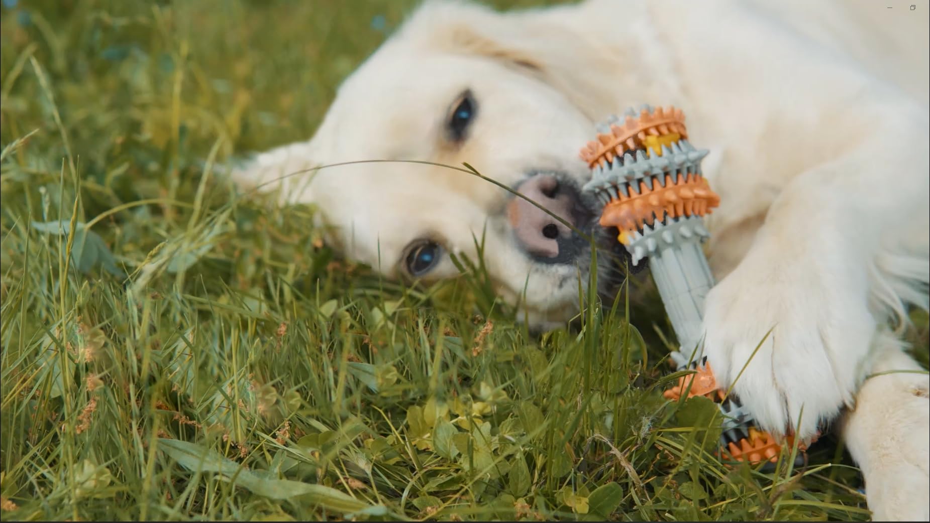 Durable Rubber Chew Toy for Dogs - Teeth Cleaning & Teething Relief - Interactive Pet Chewing Toy for Puppy Teething, Dental Health, and Boredom Relief - Perfect for Indoor Play, Training, and Anxiety Relief