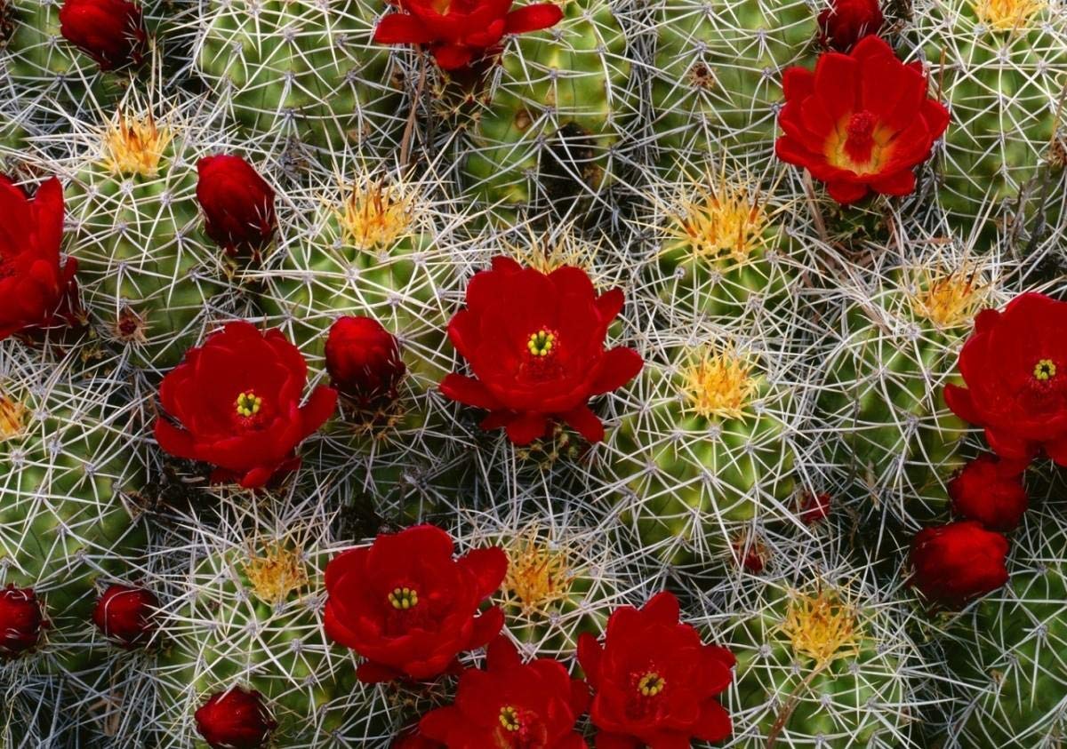 1000 Piece Wooden Jigsaw Puzzle for Adults - Cactus Flower Art (19.7