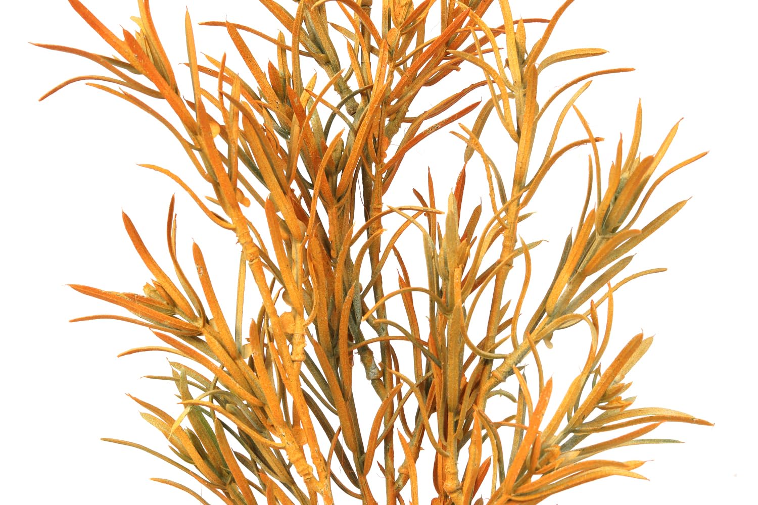 Premium Fake Yellow Rosemary Plants for Reptile Terrariums - Ideal Decor for Ball Python Tanks, Bearded Dragon Cages & Leopard Gecko Habitats | Natural-Looking Artificial Plants for Lizards, Chameleons & Snakes | Perfect for Jungle-Themed Enclosures & Reptile Hideouts