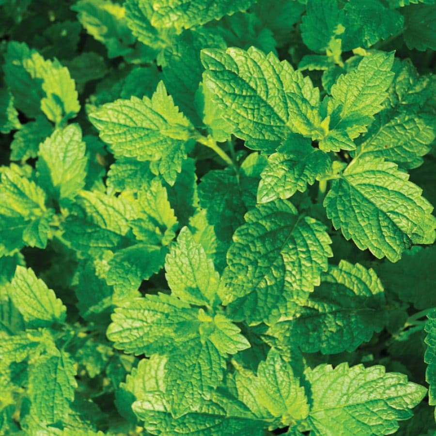 Organic Peppermint Essential Oil 15ml - USDA Certified, 100% Pure for Aromatherapy, Diffusers & DIY Skincare