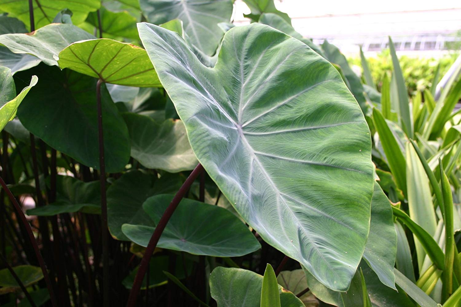 Violet Stem Elephant Ear Plant (Colocasia Esculenta) - 2 Live Starter Plants for Tropical Gardens & Indoor Decor