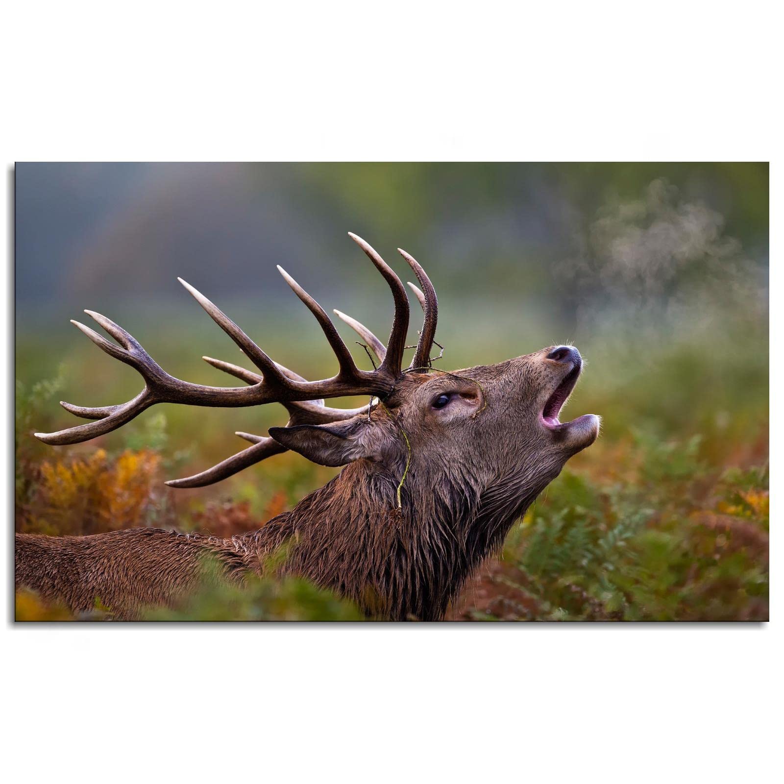 Deer Wall Art Canvas Prints - 42