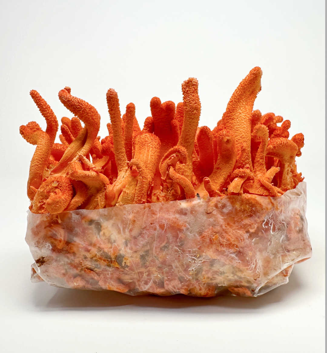 Premium Cordyceps Militaris Grow Kit - Midwest Ready-to-Grow Spawn Bag for Mushroom Cultivation | Perfect for Home Gardening, Organic Farming & Medicinal Mushroom Production