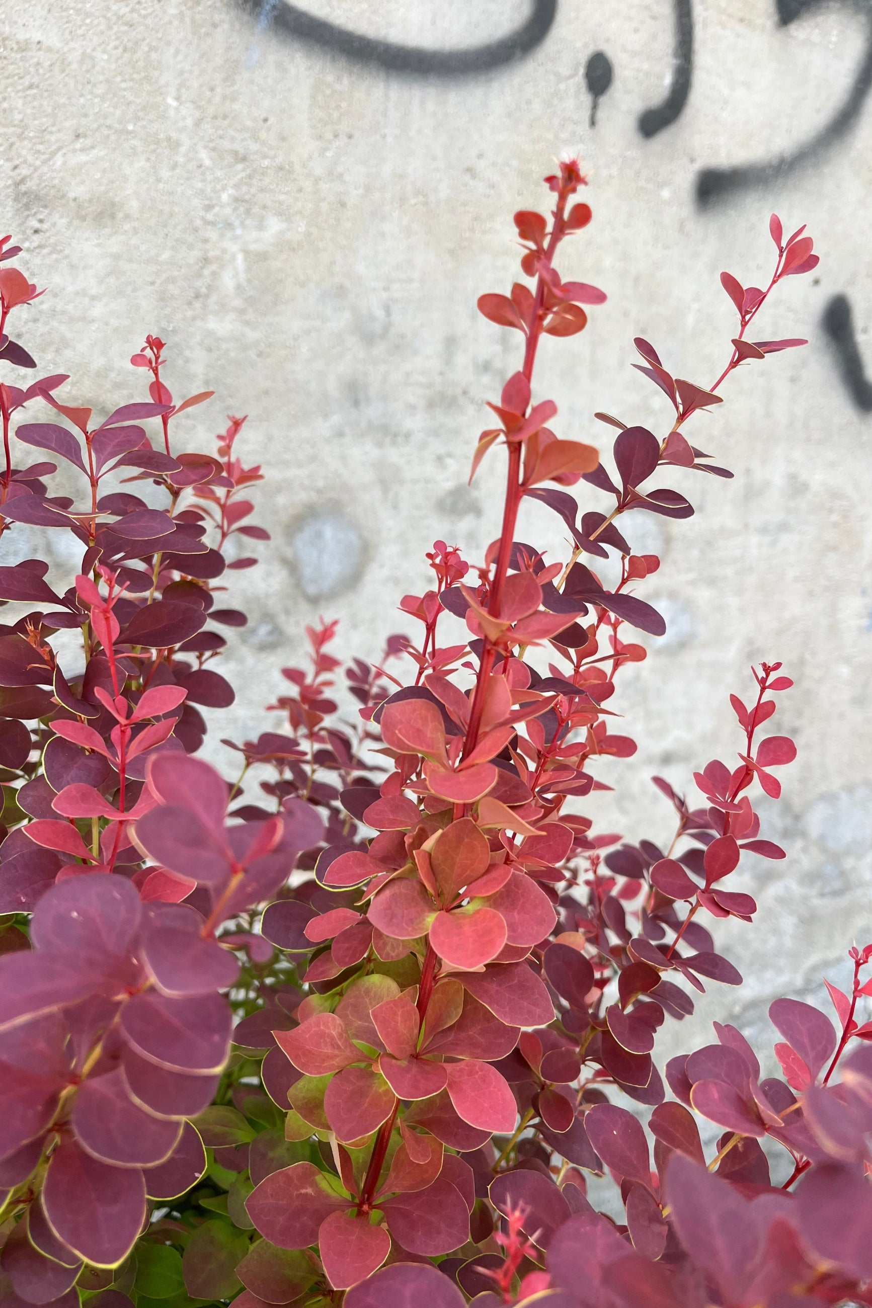 Orange Rocket Barberry (Berberis thunbergii) #5 Container - Vibrant Foliage for Landscaping, Hedges & Garden Borders