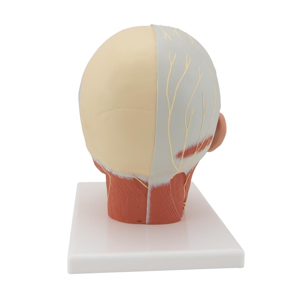 Human Head and Neck Musculature Anatomy Model with Nerves - Perfect for Medical Students, Anatomy Classes & Healthcare Professionals Training