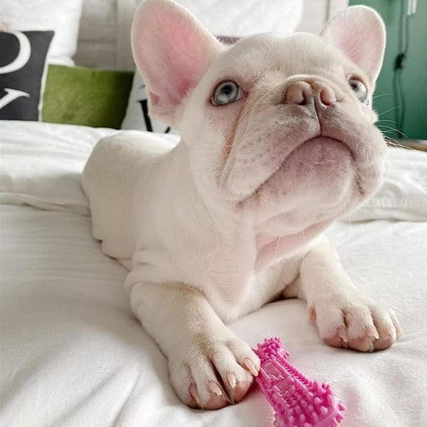 Nylabone Puppy Teething & Soothing Flexible Chew Toy for Small Dogs - Safe Dental Chew Bone for Puppy Teething Relief, Training & Playtime | Great for Boredom, Anxiety & Gum Health