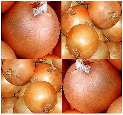 Dorata di Parma Golden Onion Seeds (50 Count) - Authentic Italian Heirloom Vegetable Seeds for Home Gardening - Perfect for Soups, Salads, and Italian Cuisine