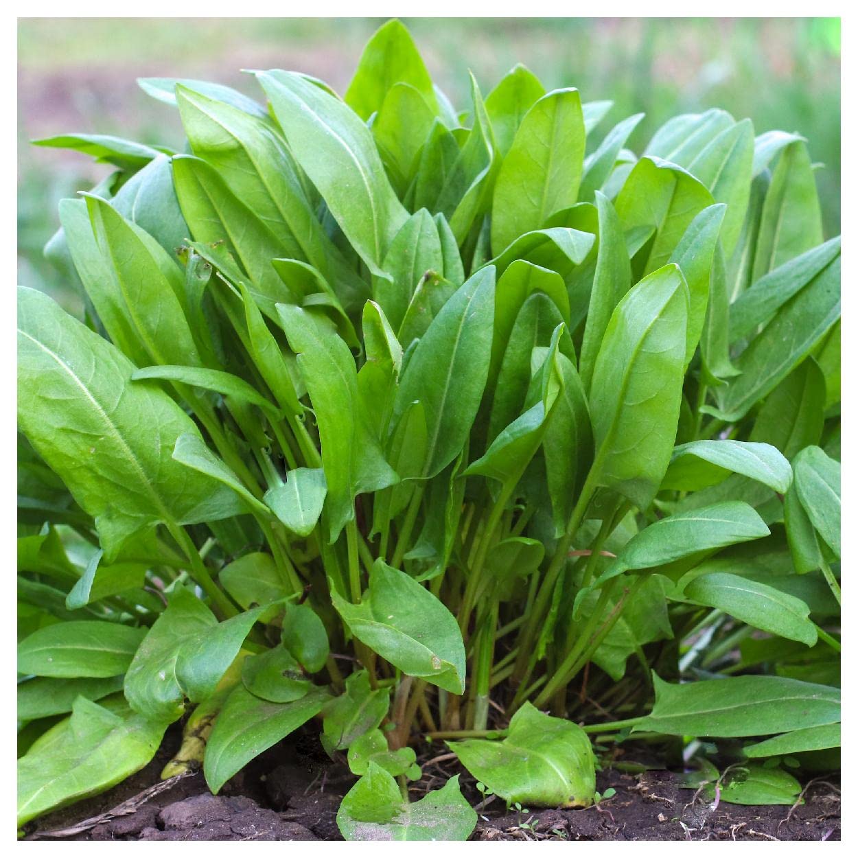 Everwilde Farms - 1000 Large Leaf Sorrel Herb Seeds - Non-GMO, Heirloom, Organic - Gold Vault Jumbo Seed Packet for Gardening, Cooking & Herbal Remedies