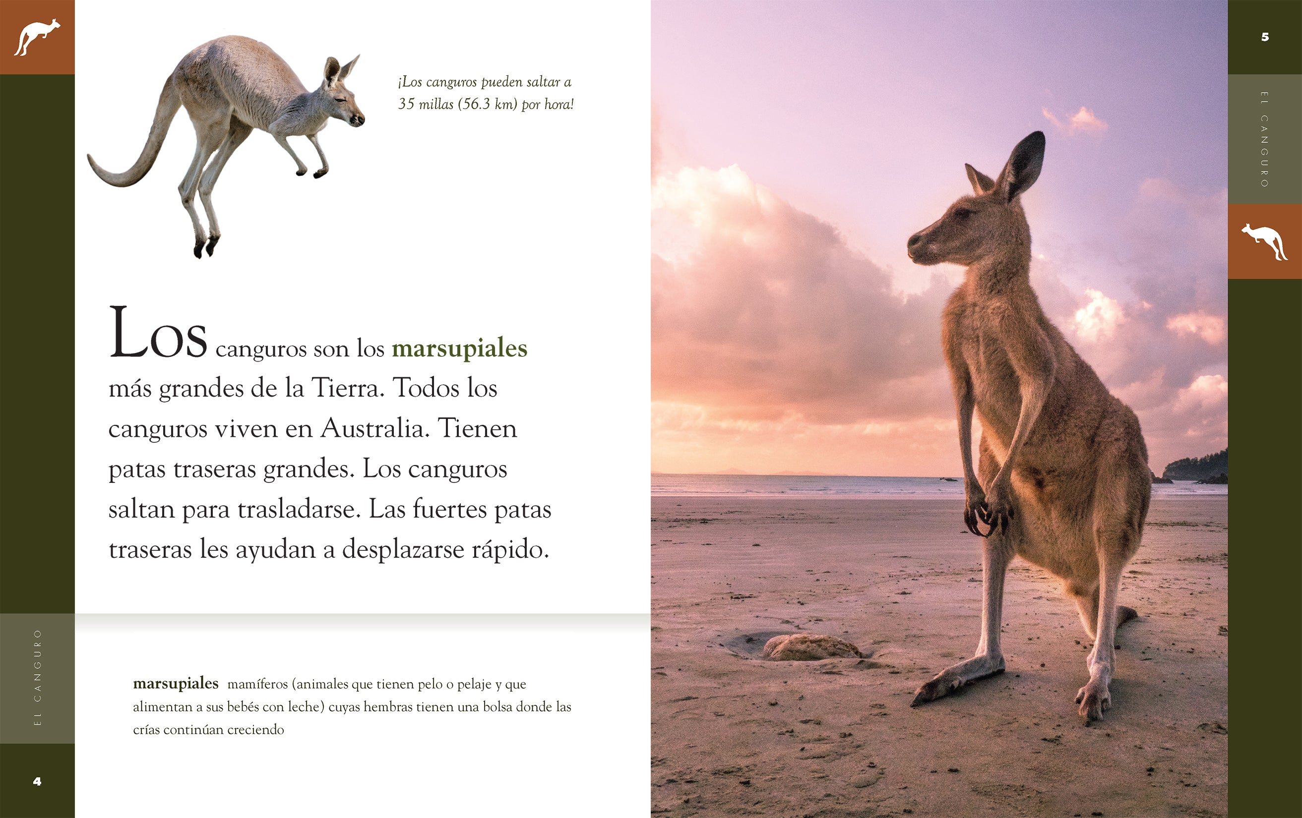 El Canguro 9781640264670 - Kangaroo Book for Kids - Educational Wildlife Reading for Children - Perfect for Classroom Learning & Bedtime Stories