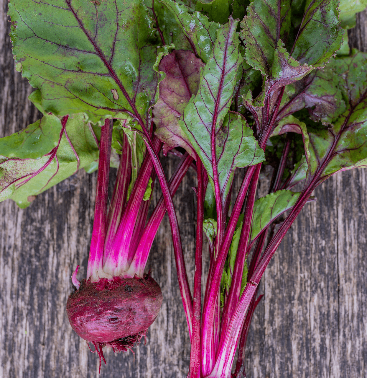 Organic Early Blood Turnip Beet Seeds (Beta vulgaris cv.) - Non-GMO, Heirloom Variety for Home Gardening, Juicing & Pickling