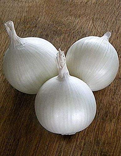 50 Blond Onion Seeds - Non-GMO, Organic, Easy to Grow for Home Garden & Cooking - Perfect for Soups, Salads, and Fresh Seasoning