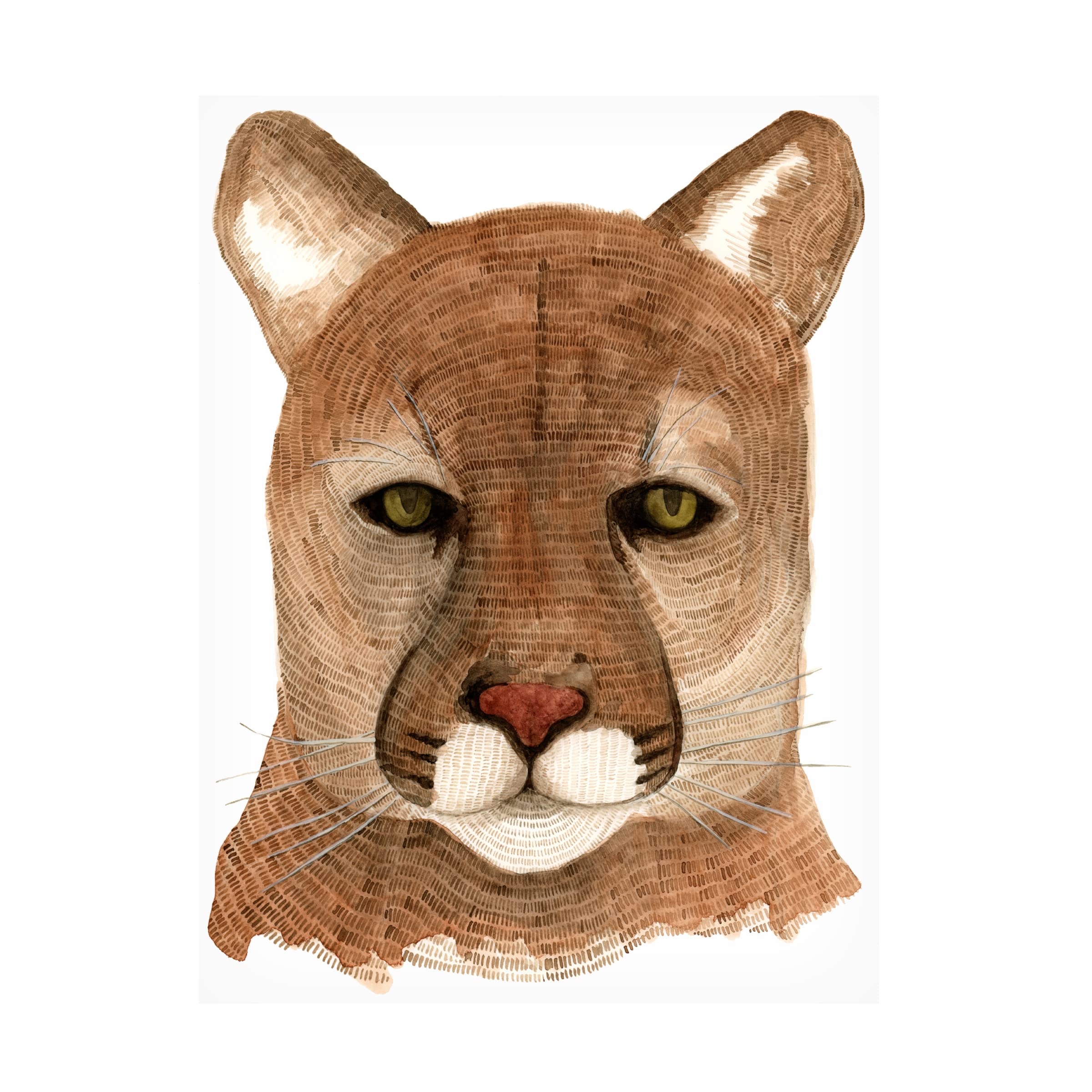 Trademark Fine Art 'Cougar' Canvas Wall Art by Jeannine Saylor - Stunning Wildlife Home Decor for Living Room, Bedroom & Office