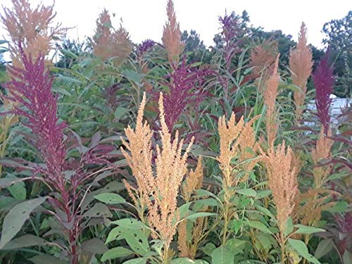 Organic Whole Grain 100% Natural Amaranth Seeds - Non-GMO, Raw, Gluten-Free (6 LB Bulk) - Perfect for Baking, Smoothies & Healthy Breakfast Recipes