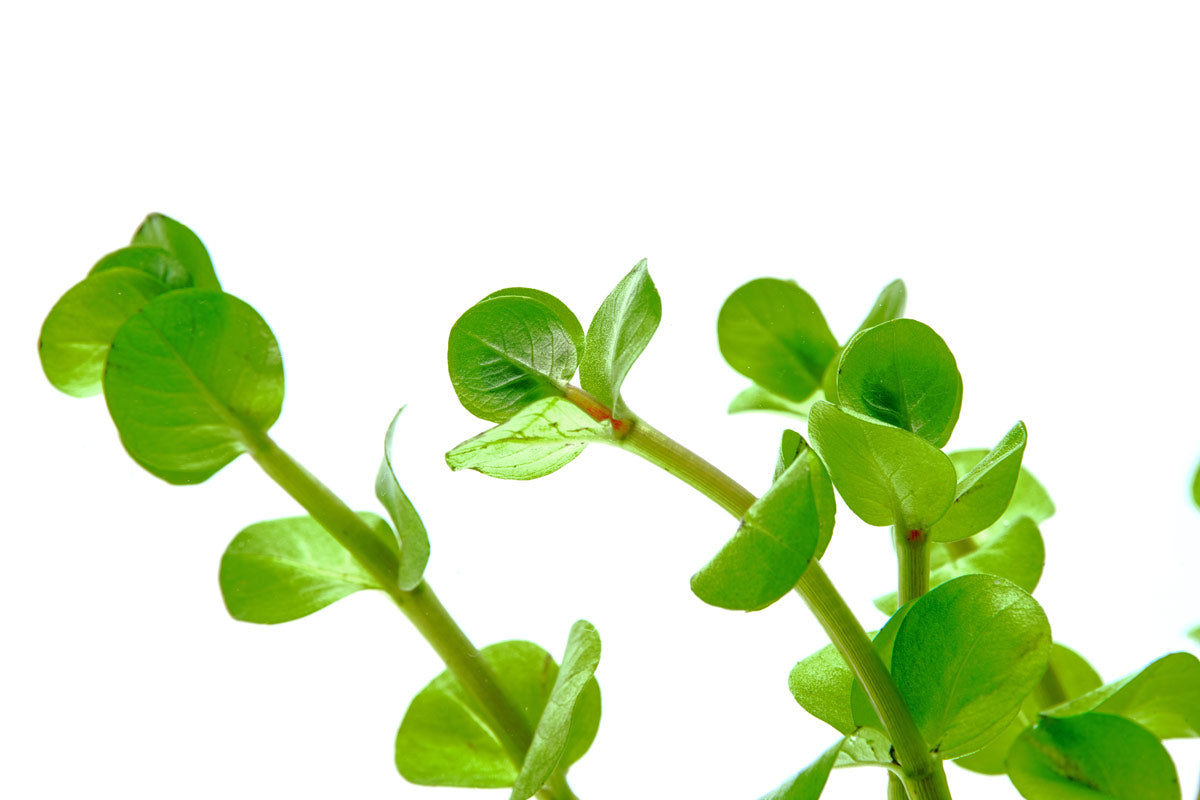 Rotala Mexicana Aquatic Plant for Freshwater Aquariums - Perfect for Aquascaping, Fish Tanks & Planted Aquariums