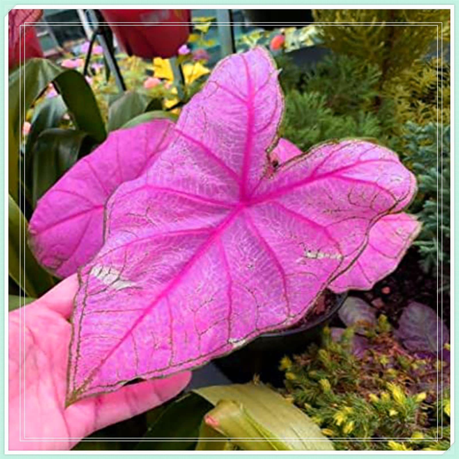 Mixed Elephant Ear Bulbs (Colocasia Taro) - 3 Pack for Planting in Pots or Garden | Perennial Tropical Plants for Outdoor & Indoor Decor | Perfect for Landscaping, Patio, and Poolside Gardens