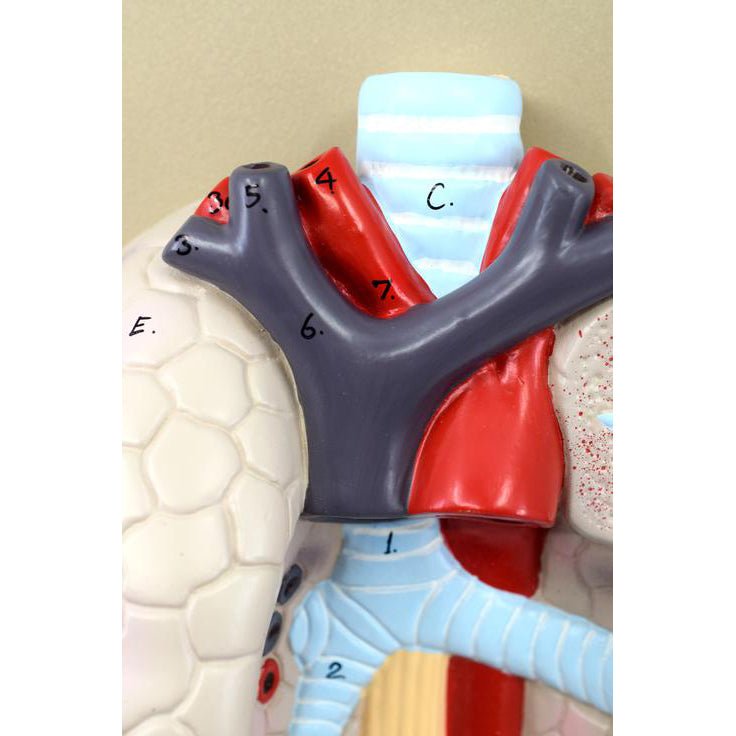 5-Part Heart and Lung Model - Human Anatomy Educational Tool for Medical Students, Doctors & Science Classrooms | Perfect for Biology Study, Patient Education & Medical Demonstrations