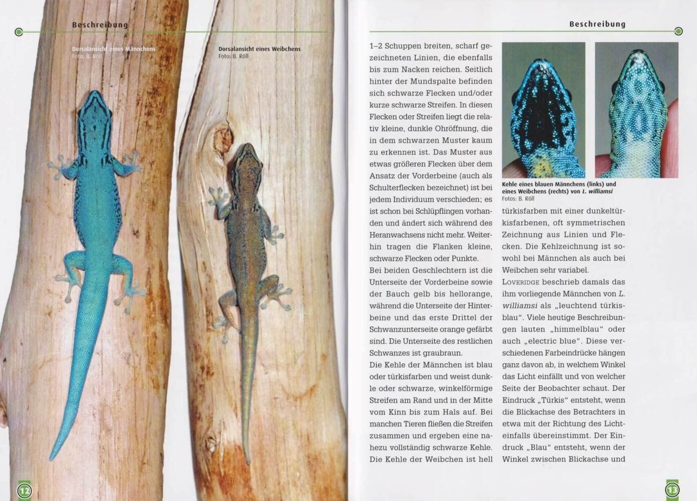 Art for Art: The Turquoise Blue Dwarf Gecko (Lygodactylus williamsi) - Perfect for Reptile Terrariums & Exotic Pet Enthusiasts