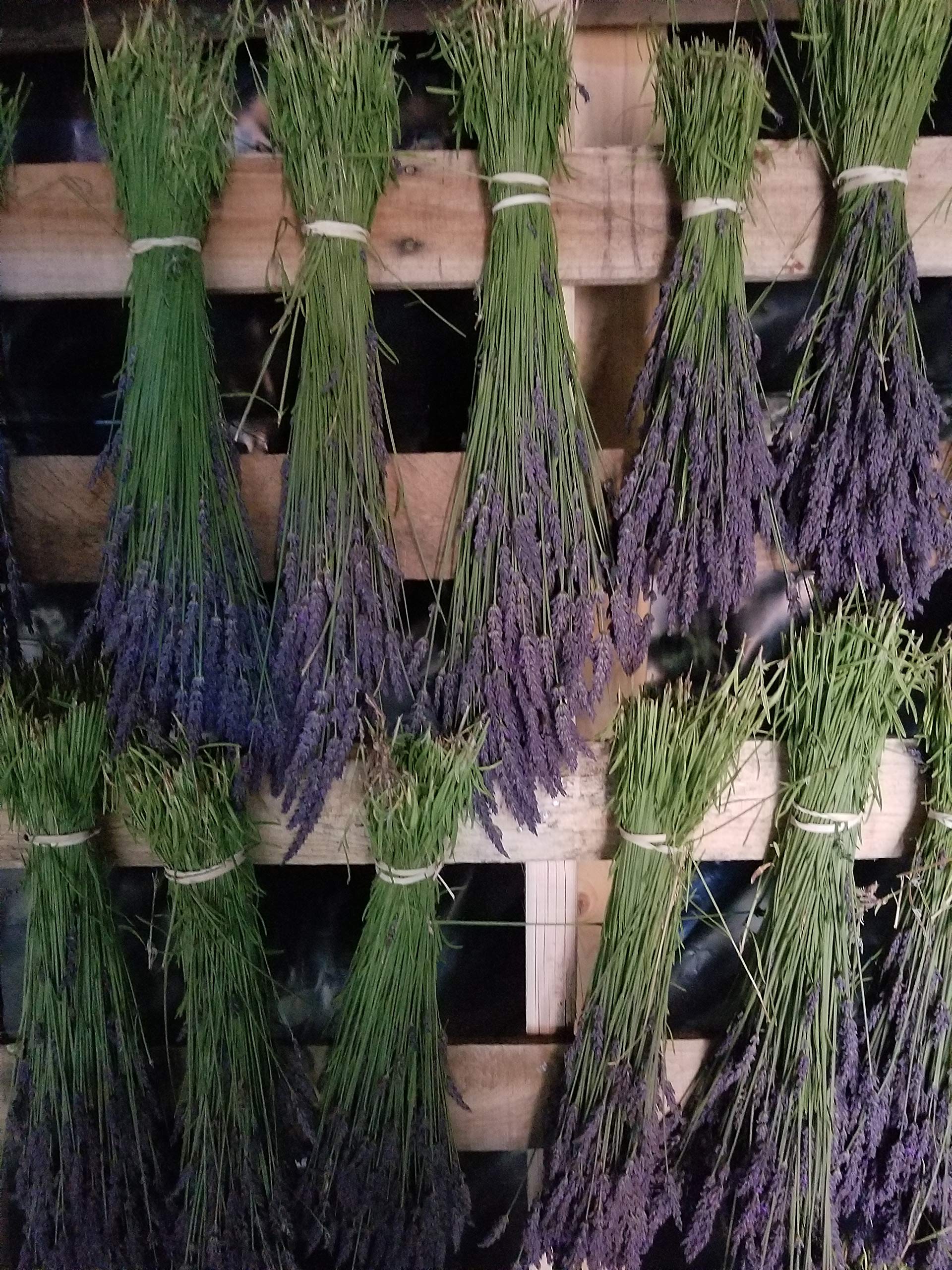 Premium Lavender Grosso Plants - 8 Live Plants (3.5