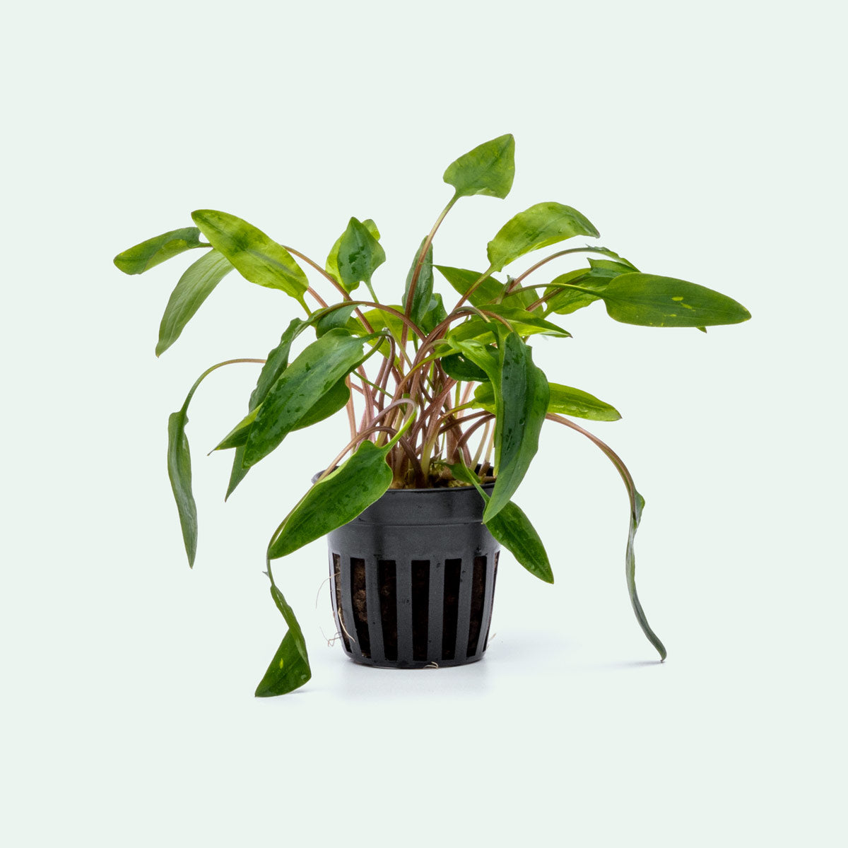 Cryptocoryne Affinis Red Aquatic Plant - Live Aquarium Plant for Freshwater Fish Tanks, Low Light & Beginner Friendly - Perfect for Aquascaping, Shrimp Tanks & Natural Aquarium Decor