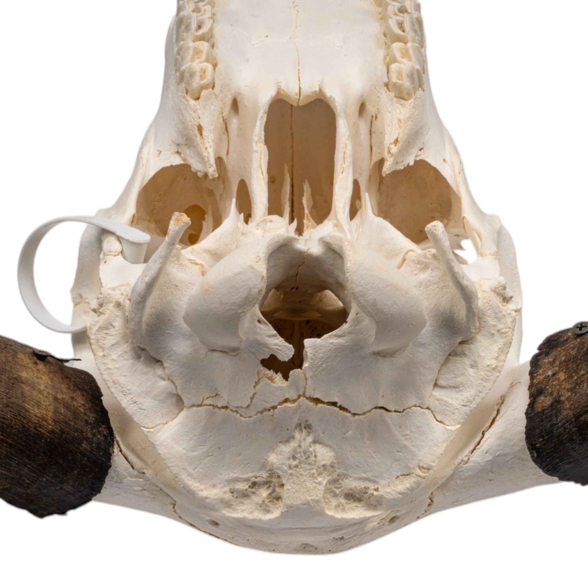 Authentic Domestic Yak Skull - Natural Bone Decor for Home & Office - Perfect for Gothic Decor, Halloween Props, and Taxidermy Displays