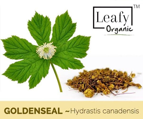 Premium Goldenseal Root Powder - 10.5oz (300g) Organic Herbal Supplement for Immune Support & Digestive Health - Perfect for Teas, Tinctures & Natural Remedies