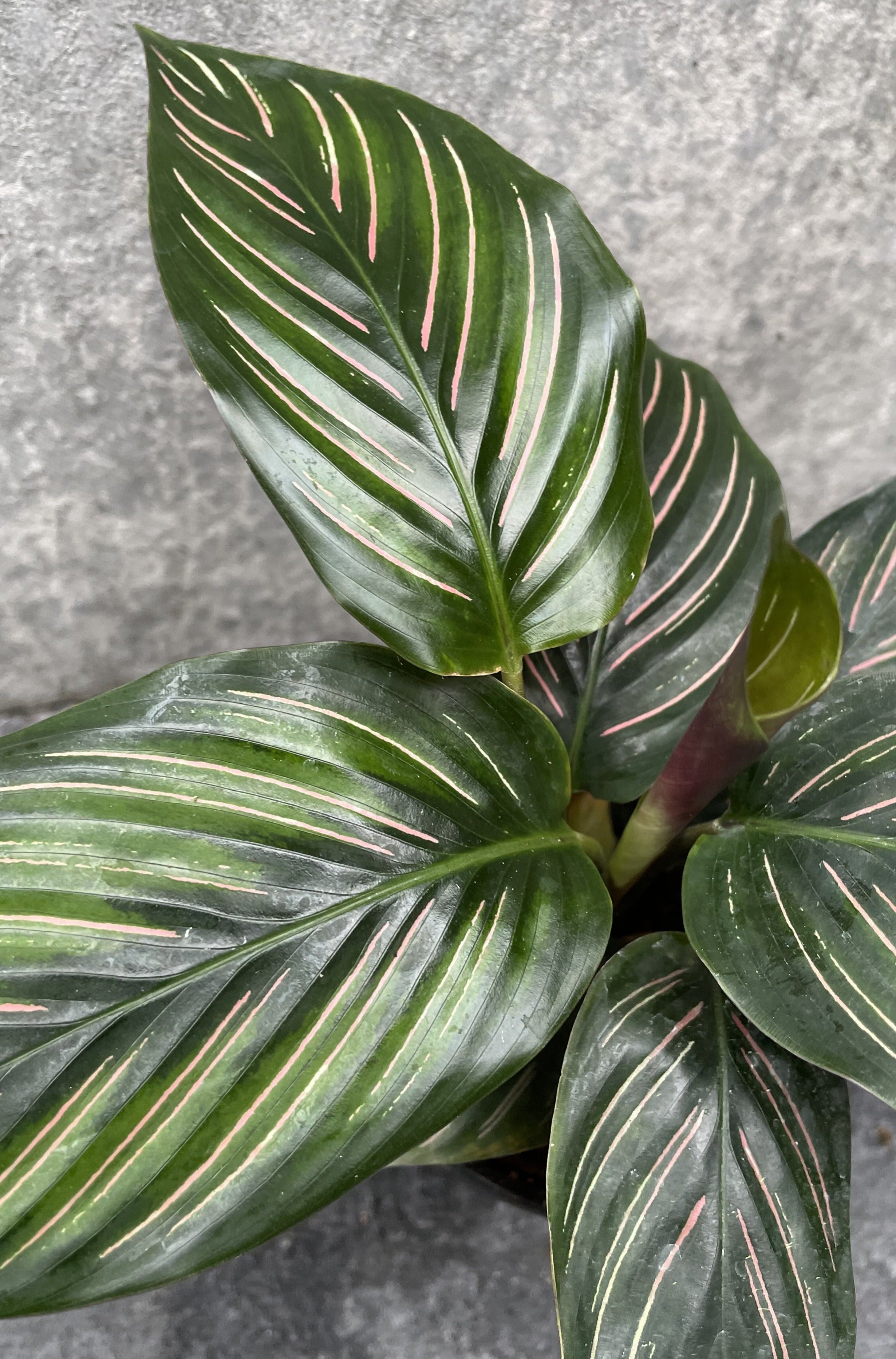 Calathea 'Beauty Star' 4 Inch Live Plant - Rare Prayer Houseplant with Striking Striped Leaves for Home & Office Decor