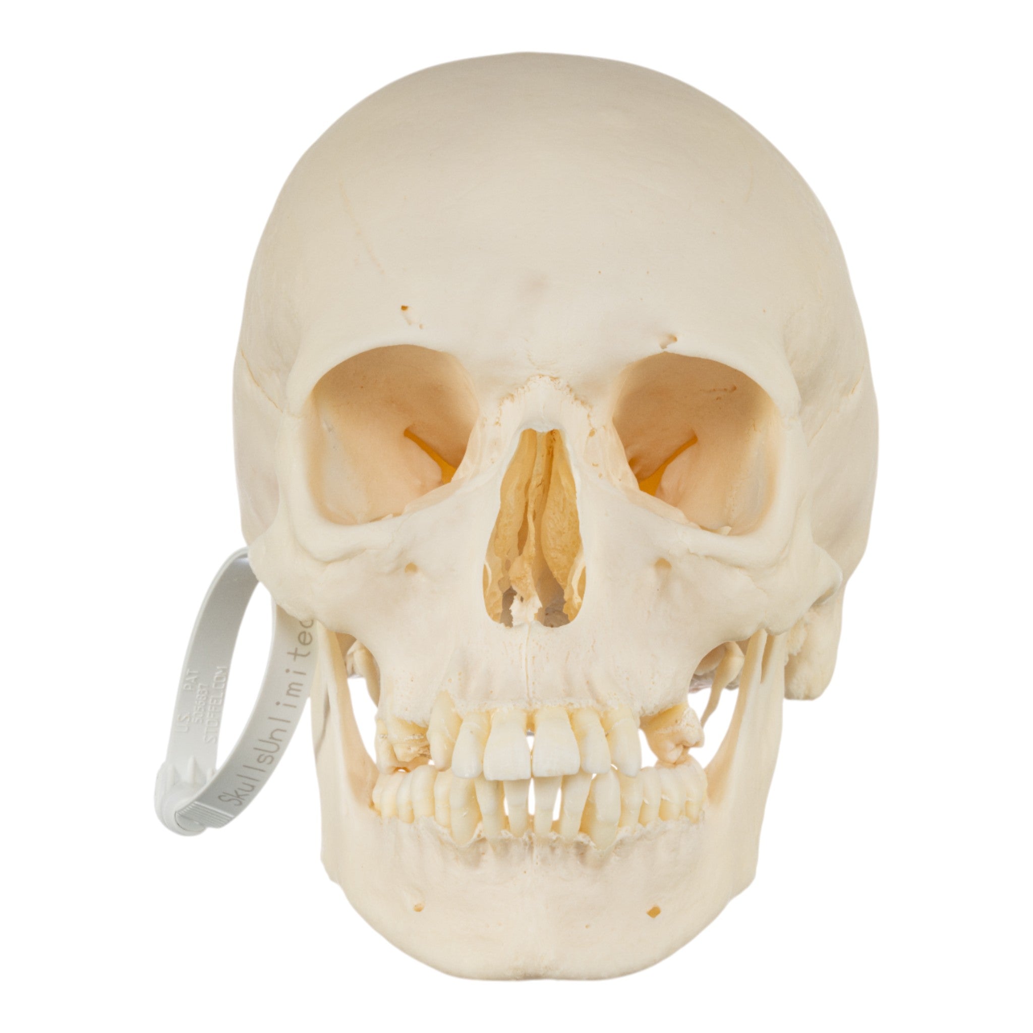 Premium Disarticulated Human Skeleton Model - Anatomically Accurate for Medical Education & Research | Perfect for Classroom, Lab & Medical Training