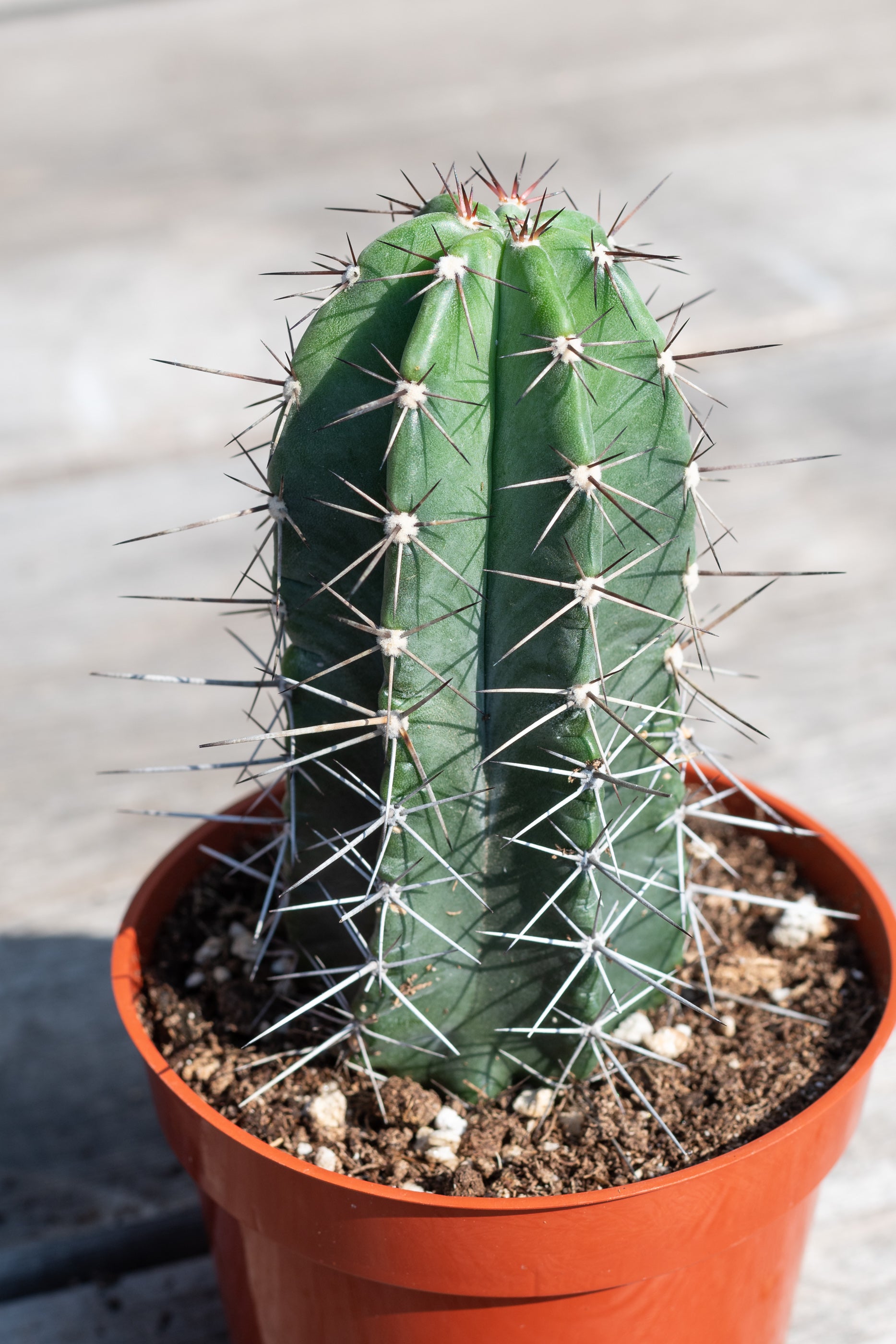 Buy Cereus Pruinosus (Powder Puff Cactus) Online – Rare Succulent for Home & Garden Decor, Terrariums, and Desert Landscaping
