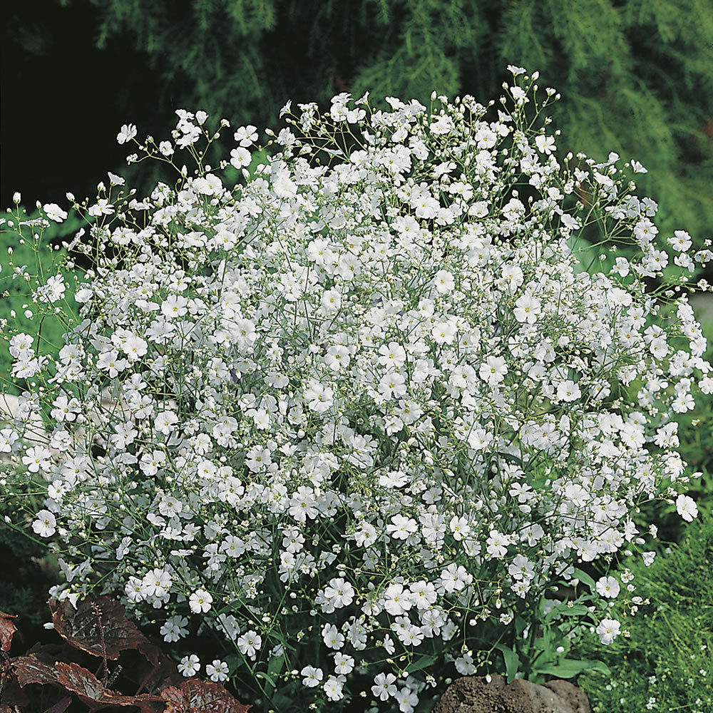 Wholesale Baby's Breath Flowers Bulk - Fresh & Dried Gypsophila for Wedding Bouquets, Centerpieces & DIY Floral Arrangements