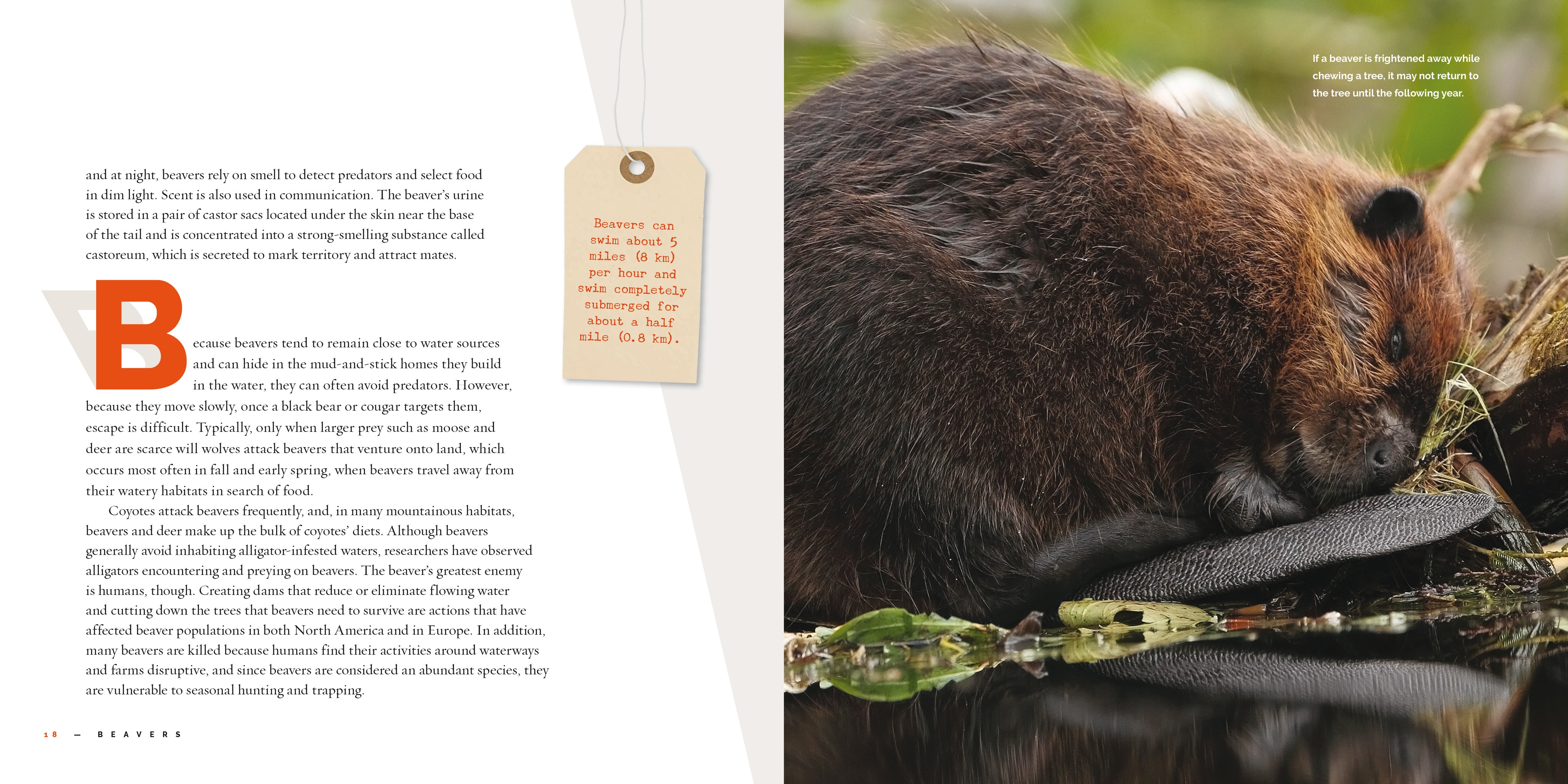Beavers: 9781640267725 - Nature Books for Kids, Wildlife Education & Animal Facts - Perfect for Classroom Learning & Homeschooling