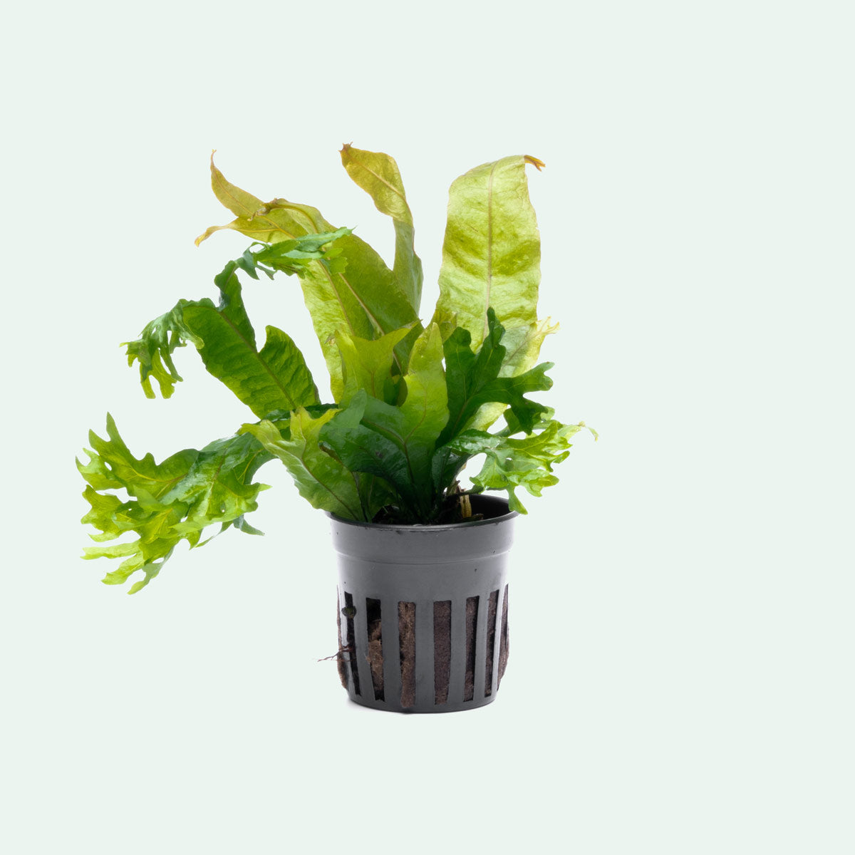 Microsorum Pteropus Coral - Java Fern Aquatic Plant for Freshwater Aquariums | Perfect for Aquascaping, Fish Tanks & Low-Light Aquarium Decor