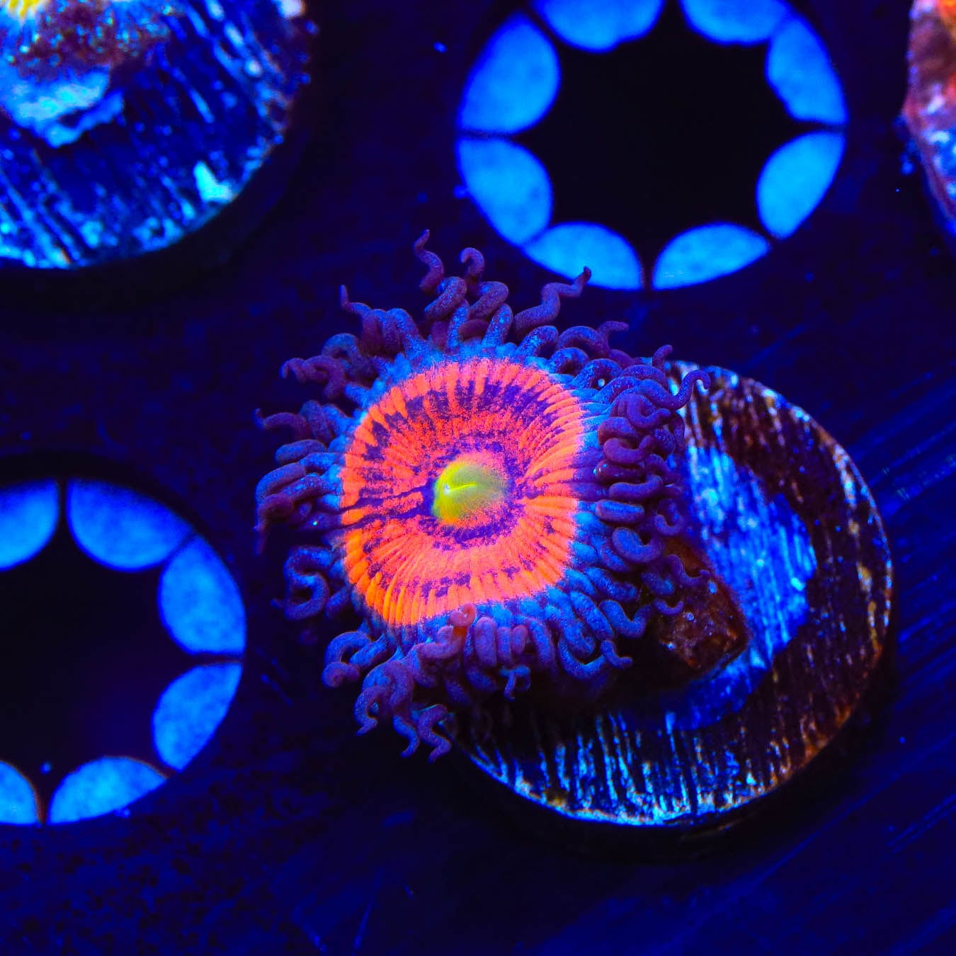 Everlasting Gobstopper Zoanthids Coral - Vibrant Saltwater Aquarium Coral for Reef Tanks | Perfect for Marine Aquascaping and Coral Propagation