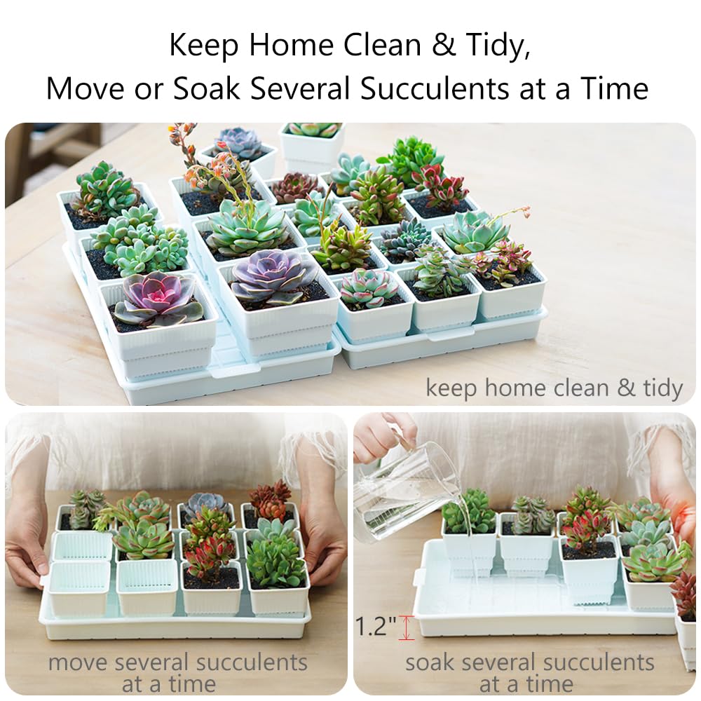 12Pcs 2.8 Inch Succulent Pots with Drainage Holes & 14x9.4 Inch Tray - Plastic Square Planters for Cactus, Seedlings, Herbs - Perfect for Indoor Gardening, Windowsill Decor, Office Desk Plants