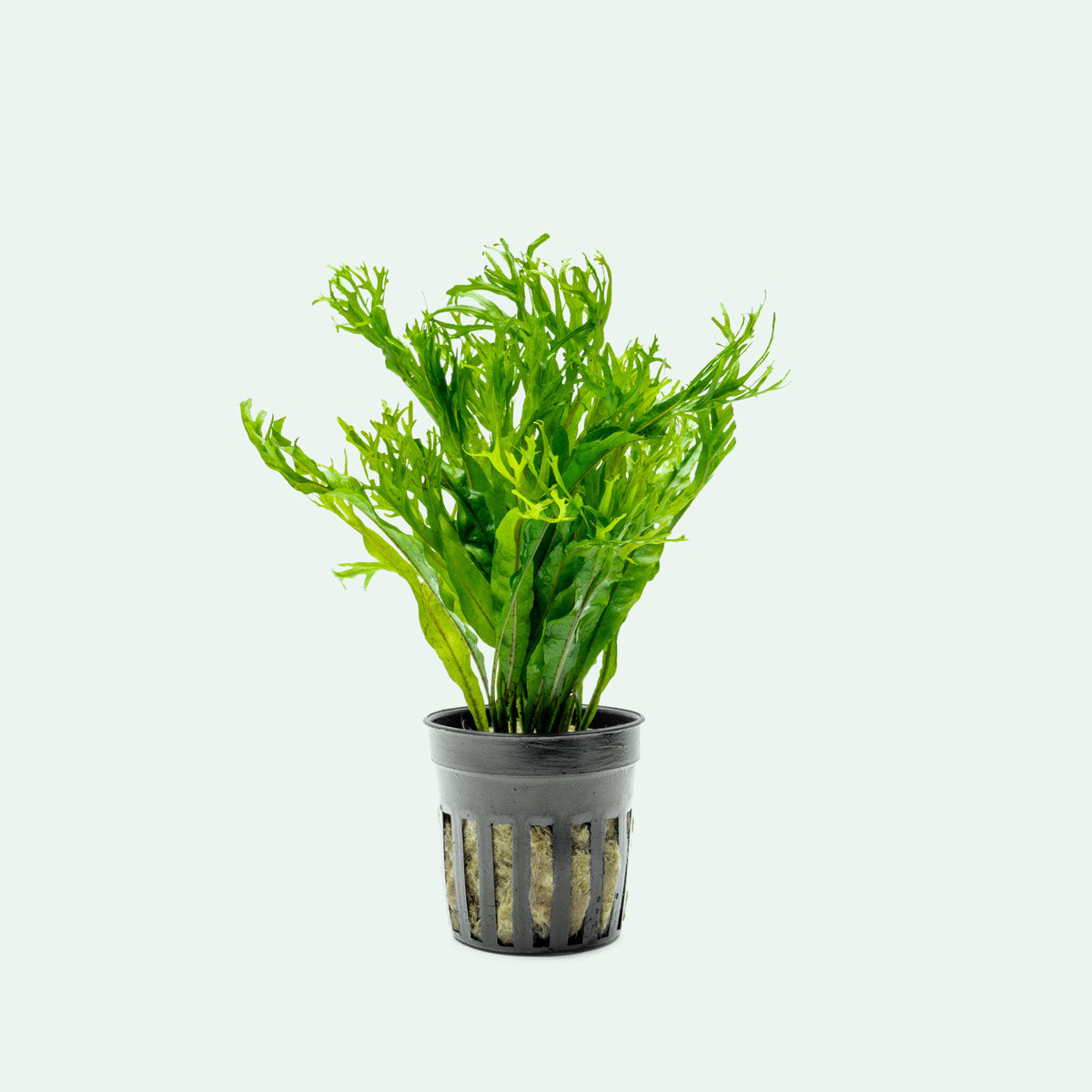 Microsorum Pteropus 'Windelov' Java Fern - Live Aquatic Plant for Freshwater Aquariums, Perfect for Fish Tanks & Aquascaping